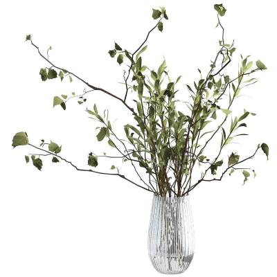 现代盆栽植物